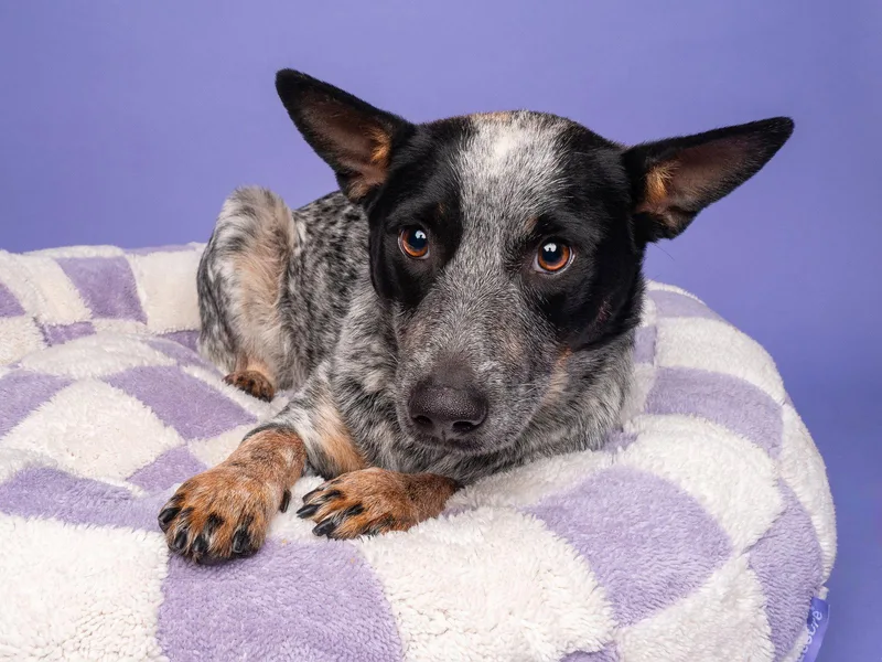 A young medium-sized female Australian Cattle Dog / Blue Heeler dog named Meadow for adoption in Palo Alto, CA