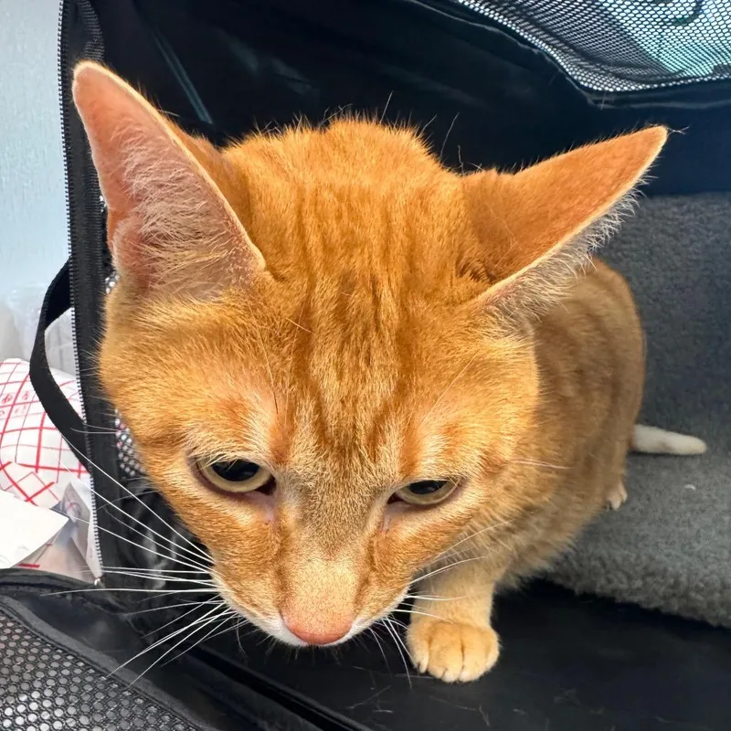 An adult extra large-sized male Orange / Red Domestic Short Hair cat named Leonardo for adoption in Clearwater, FL