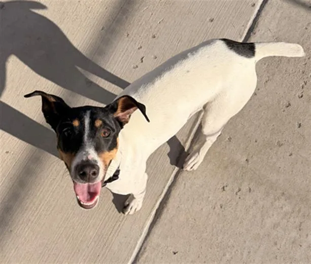 A young medium-sized female Toy Fox Terrier dog named Kadra for adoption in Denver, CO