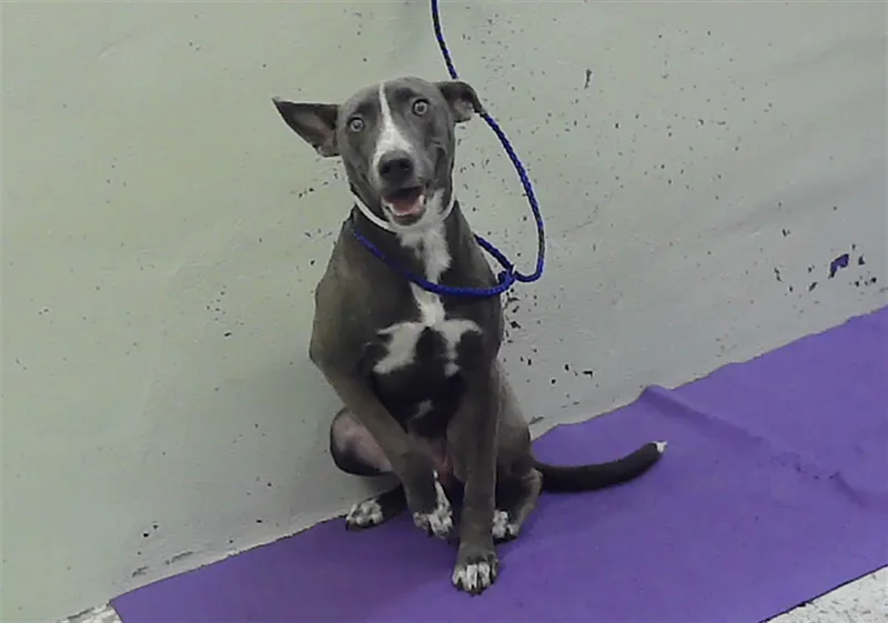 A young small-sized female Blue Lacy dog named Tatum for adoption in Houston, TX