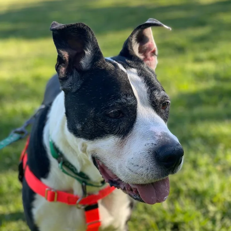 A senior large-sized male Black Pit Bull Terrier dog named Cliffy for adoption in Pasadena, CA