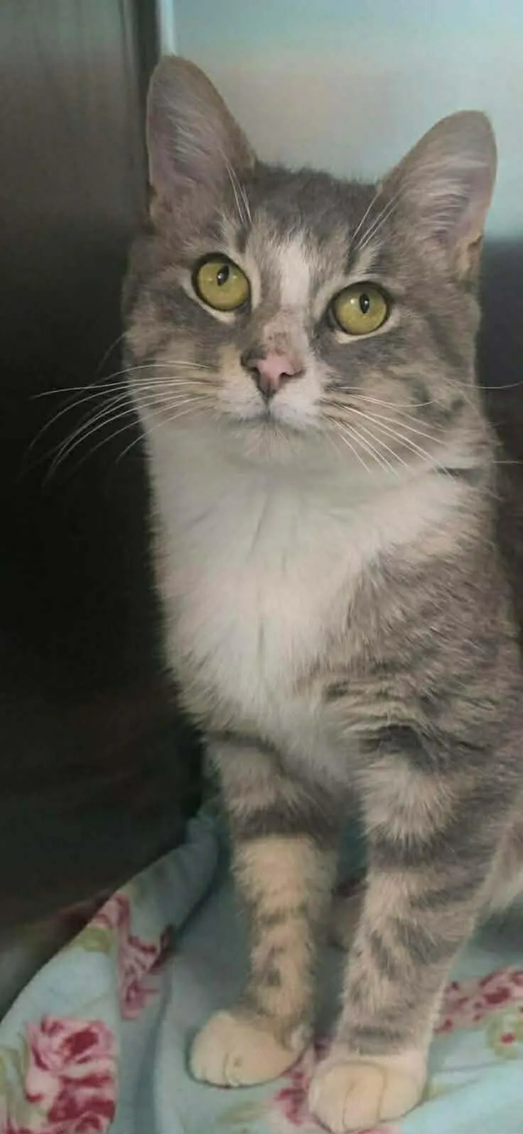 An adult medium-sized male Torbie Domestic Short Hair cat named Pickles for adoption in Georgetown, OH