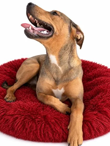 A young medium-sized female Shepherd dog named Lucy for adoption in Bowling Green, KY