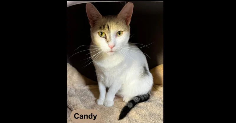 A young medium-sized female White Domestic Short Hair cat named Candy for adoption in Chalfont, PA