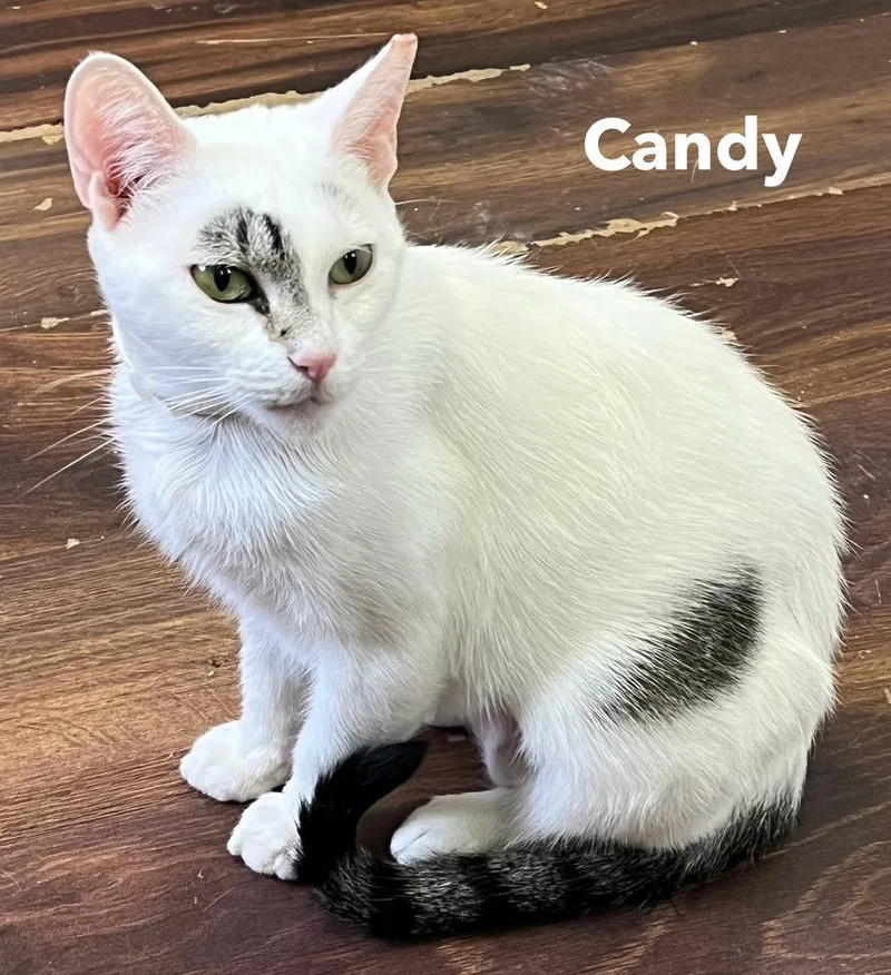 Candy thumbnail 2