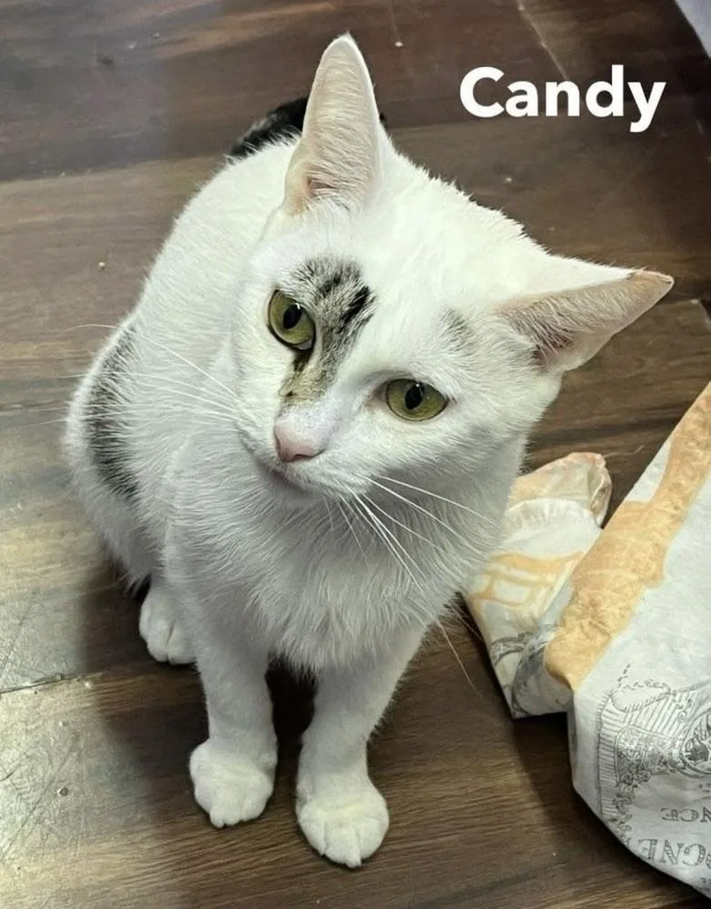 Candy thumbnail 3