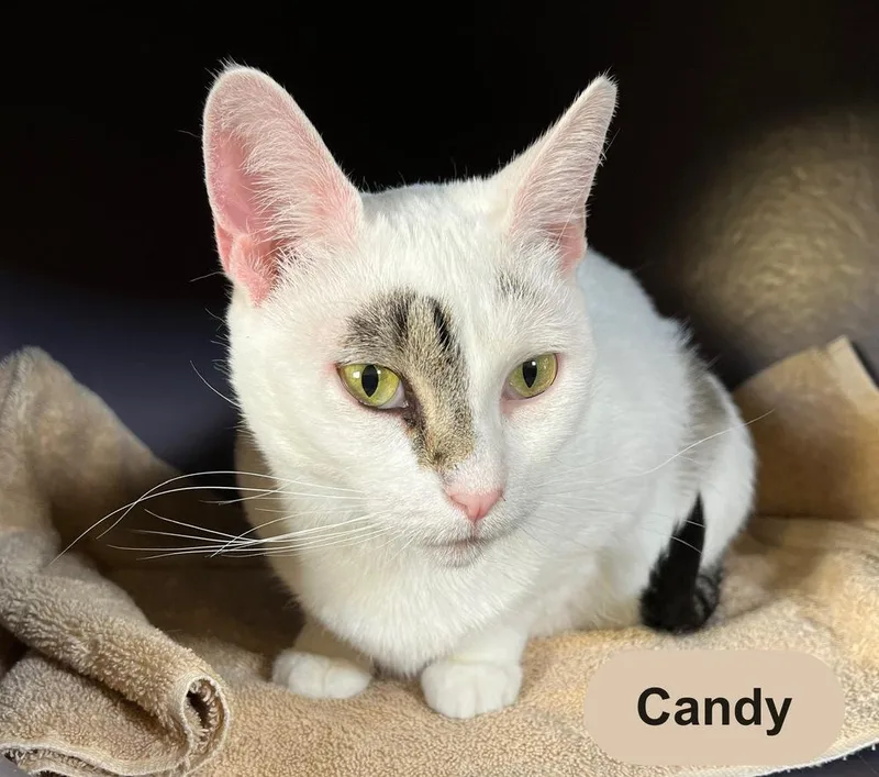 Candy thumbnail 4