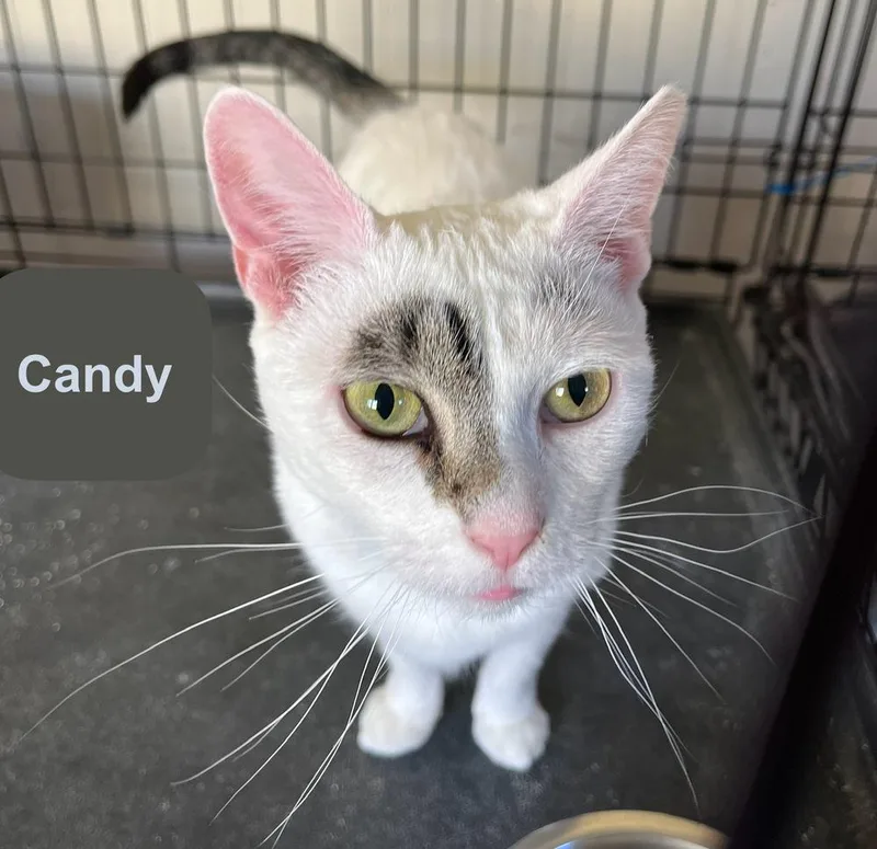 Candy thumbnail 5