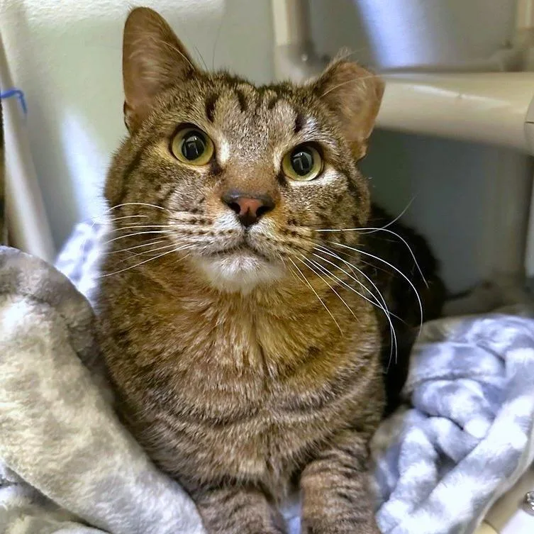 The Great Gazoo thumbnail 2