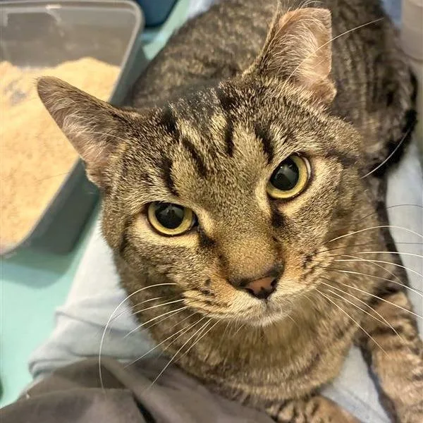 The Great Gazoo thumbnail 3