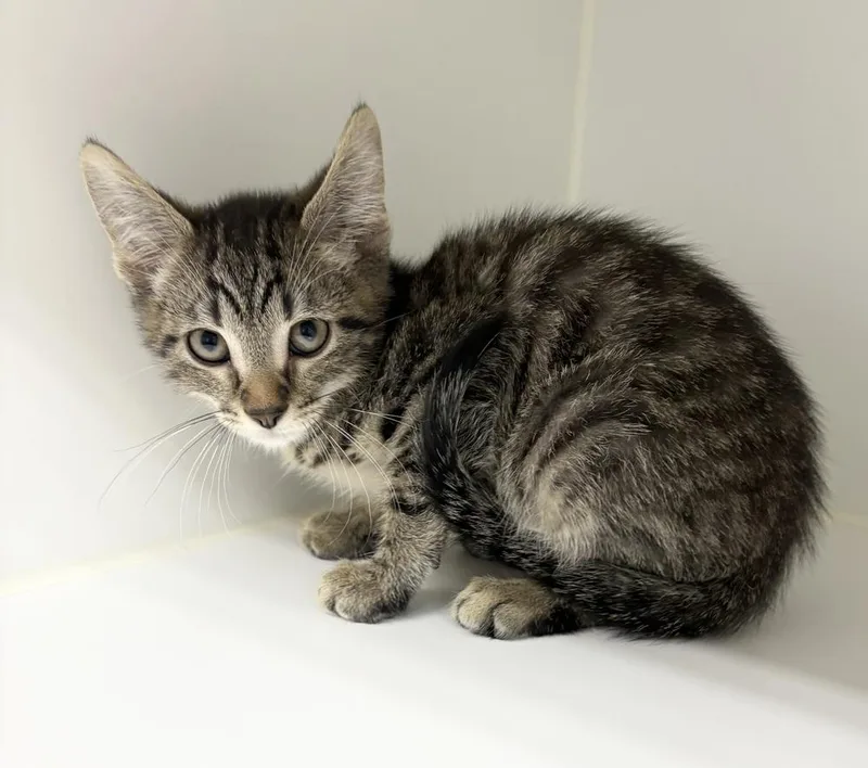 A baby small-sized male Tabby (Brown / Chocolate) Domestic Short Hair cat named Higgins for adoption in Rochester, IN