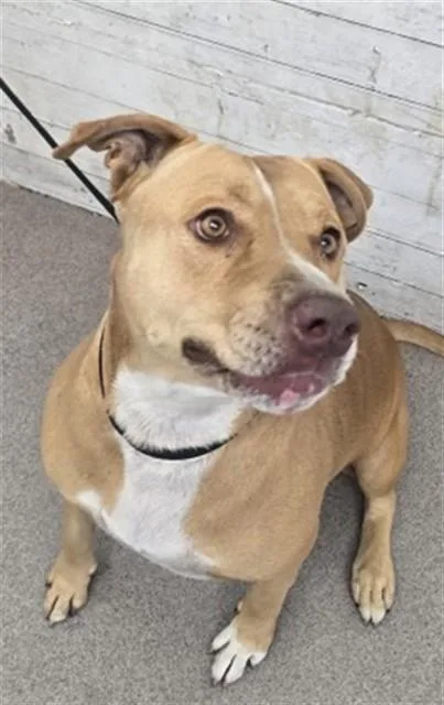 An adult medium-sized female Pit Bull Terrier dog named Bella for adoption in San Bernardino, CA