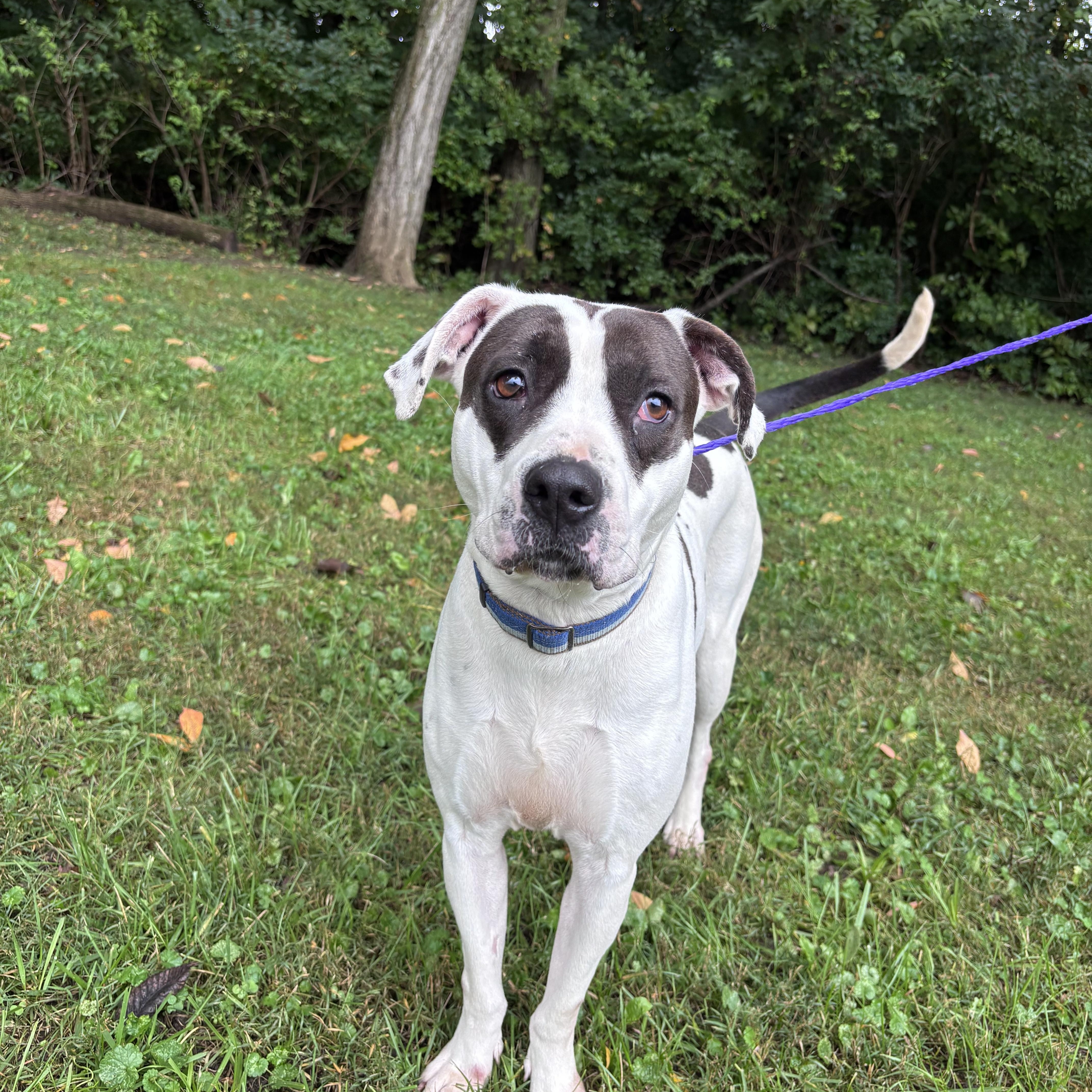 An adult medium-sized female American Bulldog dog named Poppy for adoption in New Castle, IN