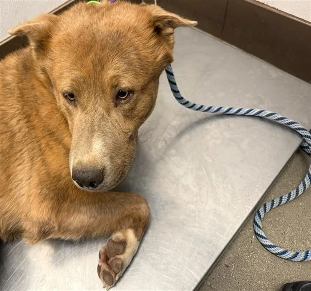 An adult large-sized male German Shepherd Dog dog named Palmer for adoption in Tucson, AZ