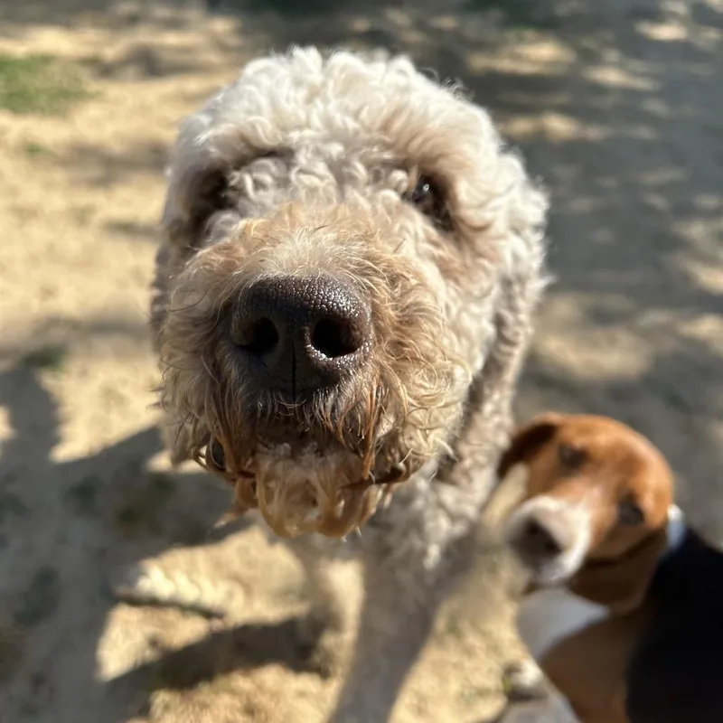 An adult medium-sized male Apricot / Beige Poodle dog named Oliver for adoption in West Point, MS