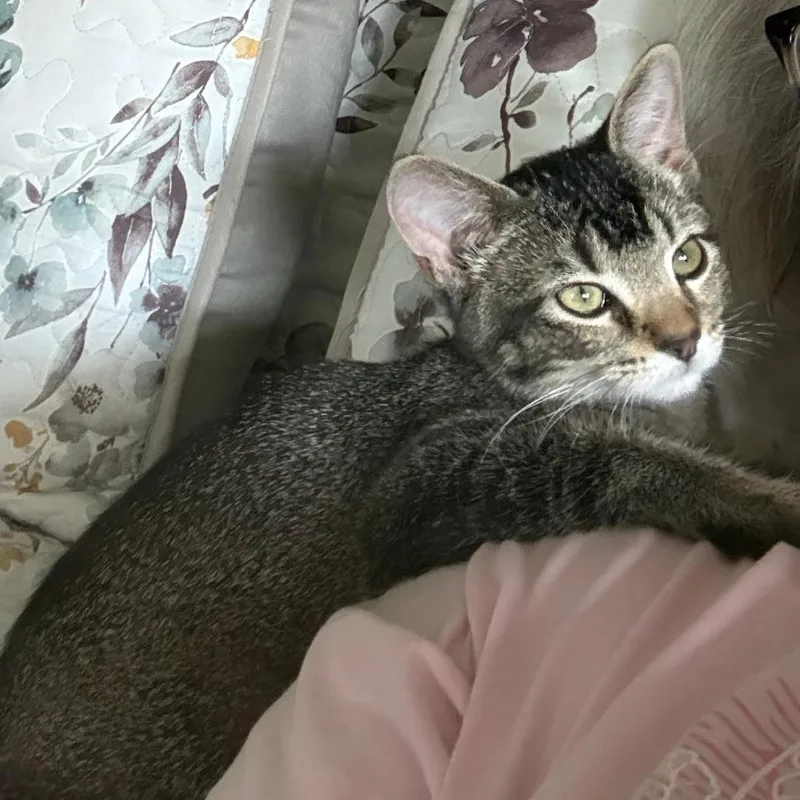 Pepper thumbnail 3