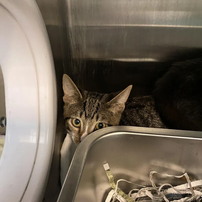 A baby small-sized male Brown / Chocolate Domestic Short Hair cat named Rogue for adoption in Philadelphia, PA