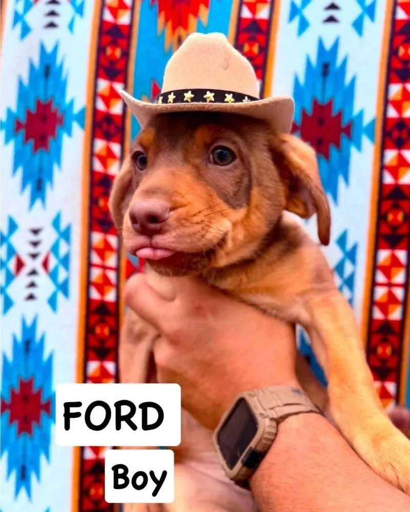Ford thumbnail 5