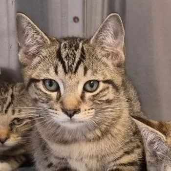 A young small-sized male Tabby (Brown / Chocolate) Domestic Short Hair cat named Mojave for adoption in Indiana, PA