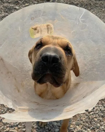 A young medium-sized male Shar-Pei dog named Bob for adoption in Missoula, MT