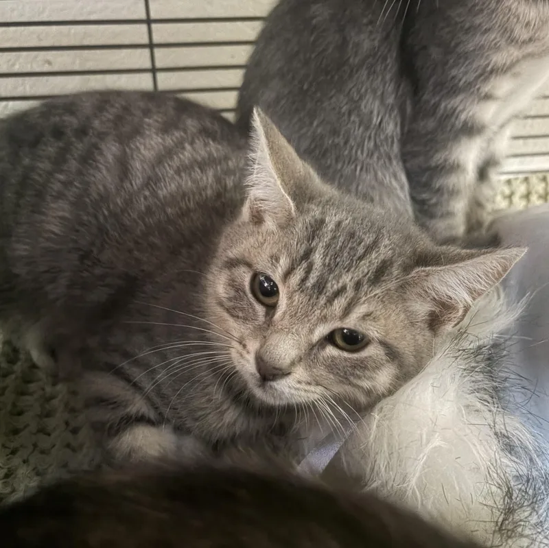 A baby medium-sized male Tabby (Gray / Blue / Silver) Domestic Short Hair cat named Thorn for adoption in Charleston, SC