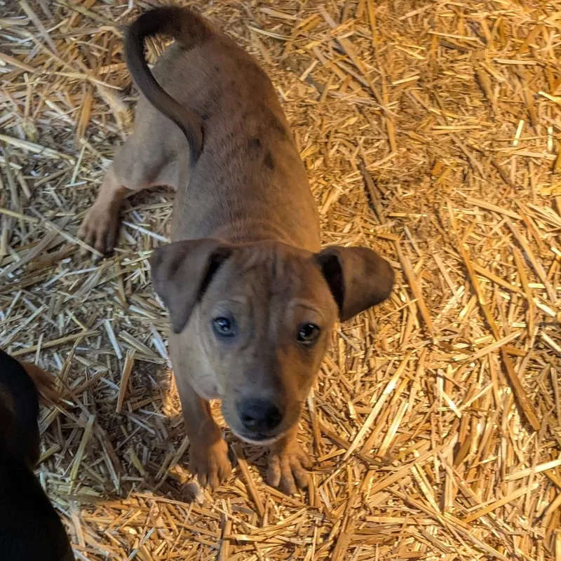 A baby medium-sized male Black Mixed Breed dog named Gordy for adoption in Tacoma, WA