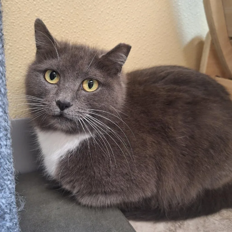 A young medium-sized female Gray / Blue / Silver Domestic Short Hair cat named Ash for adoption in Attica, NY
