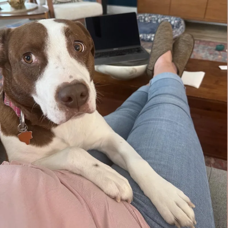 An adult large-sized female Pit Bull Terrier dog named Honey for adoption in Pflugerville, TX