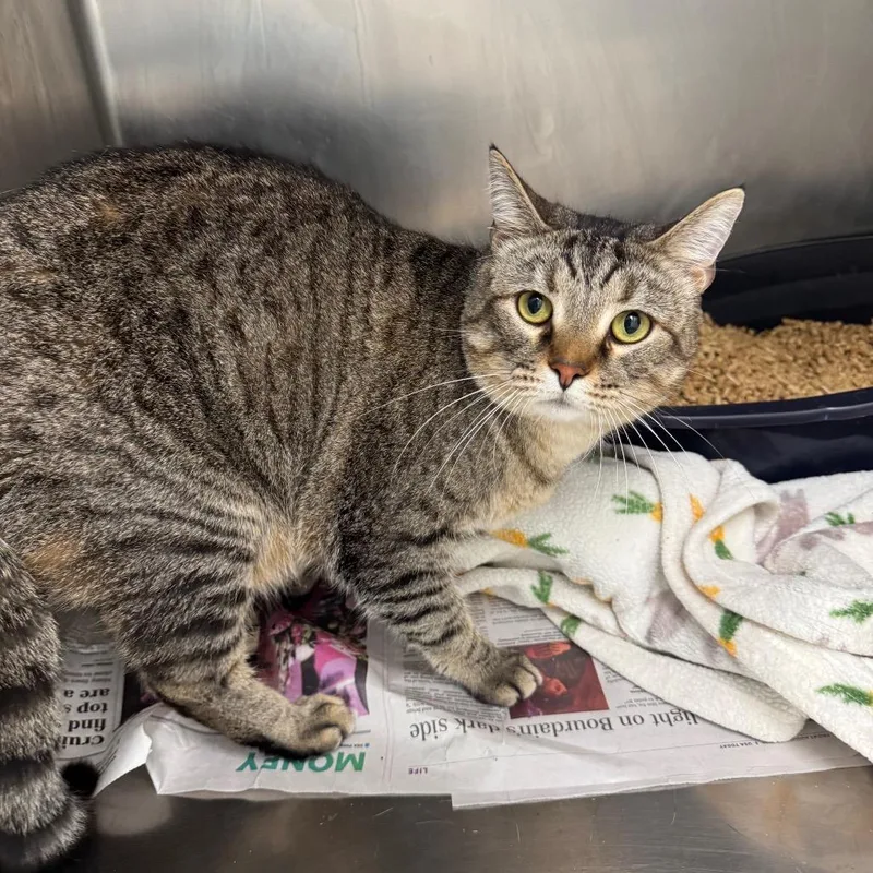 An adult large-sized male Brown / Chocolate Domestic Short Hair cat named Elton for adoption in Pekin, IL