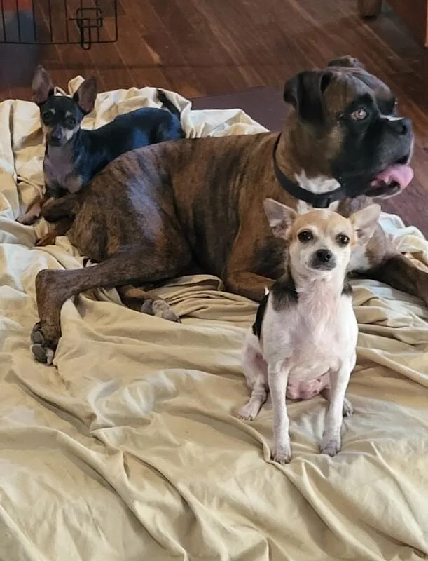 An adult small-sized female Black Chihuahua dog named Cricket for adoption in Austin, TX