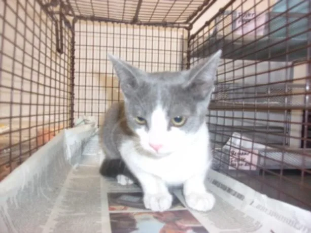 A baby small-sized female Domestic Medium Hair cat named Leva for adoption in Van Nuys, CA