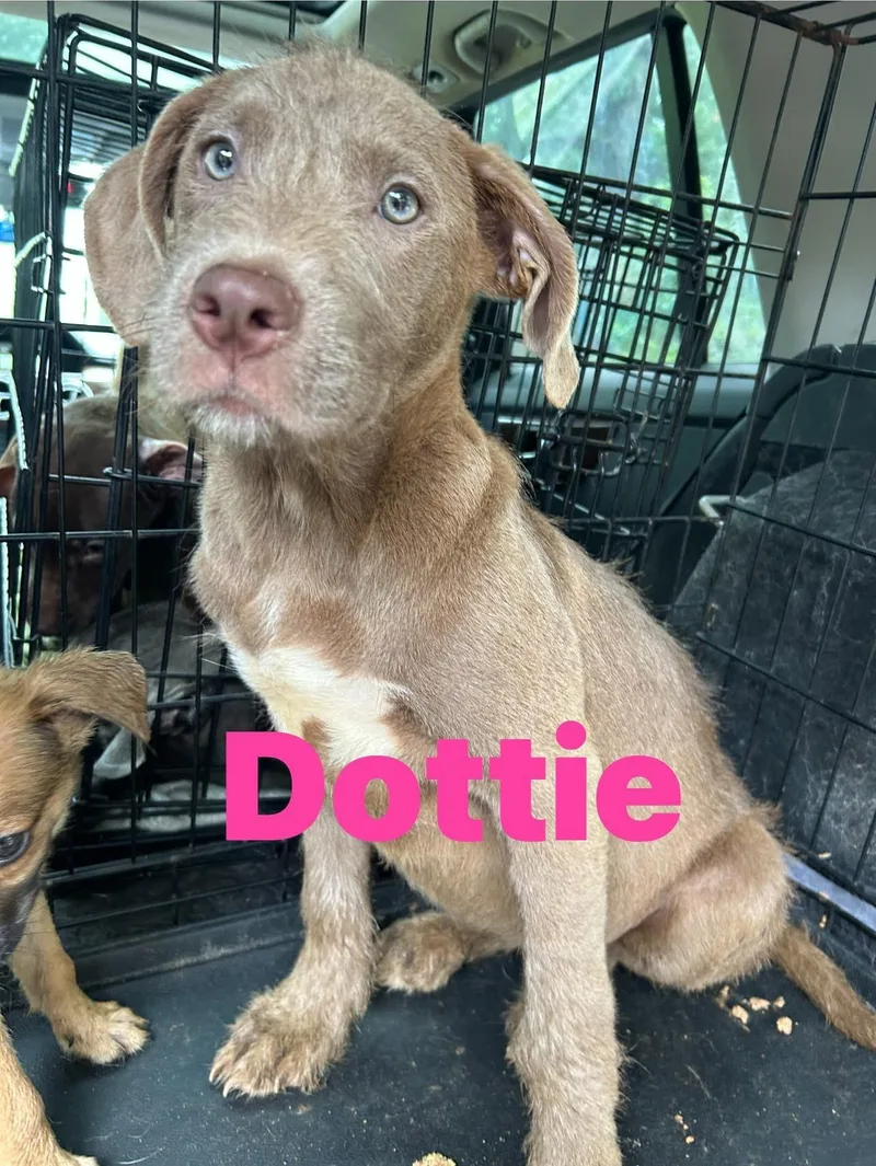 A young medium-sized female Weimaraner dog named Dottie for adoption in Pine Bluff, AR