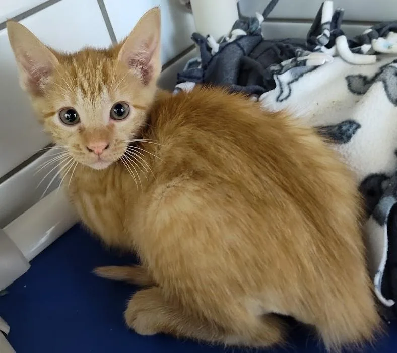 A young medium-sized male Tabby (Orange / Red) Domestic Short Hair cat named Smee for adoption in Cedar Rapids, IA