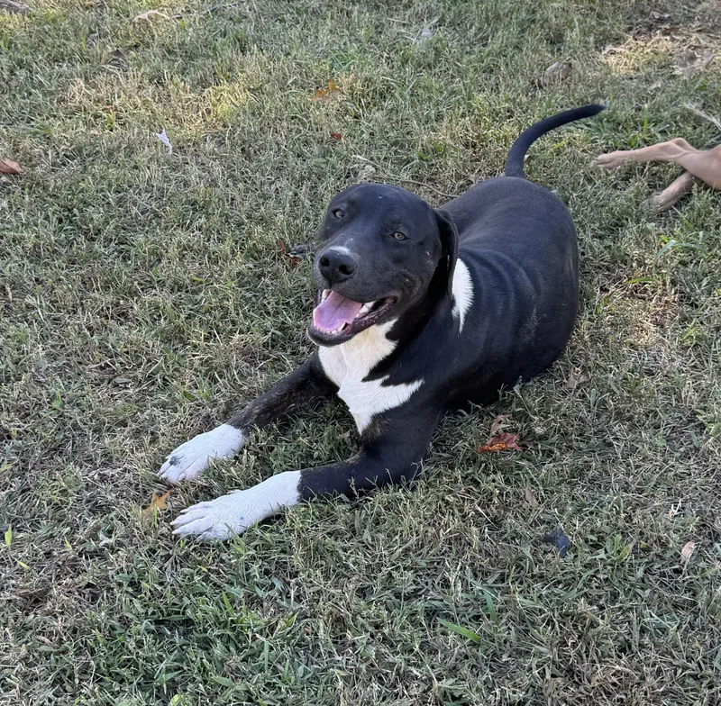 A young medium-sized male American Staffordshire Terrier dog named Lopez for adoption in Holly Springs, MS
