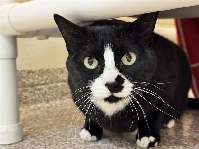 An adult small-sized female Domestic Short Hair cat named Ekko Beans for adoption in Pueblo, CO