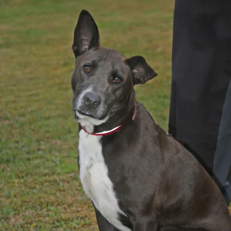 An adult large-sized male Mixed Breed dog named Bob for adoption in Natchitoches, LA