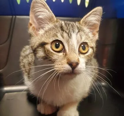 A young large-sized male Domestic Short Hair cat named Rufus for adoption in Kansas City, MO