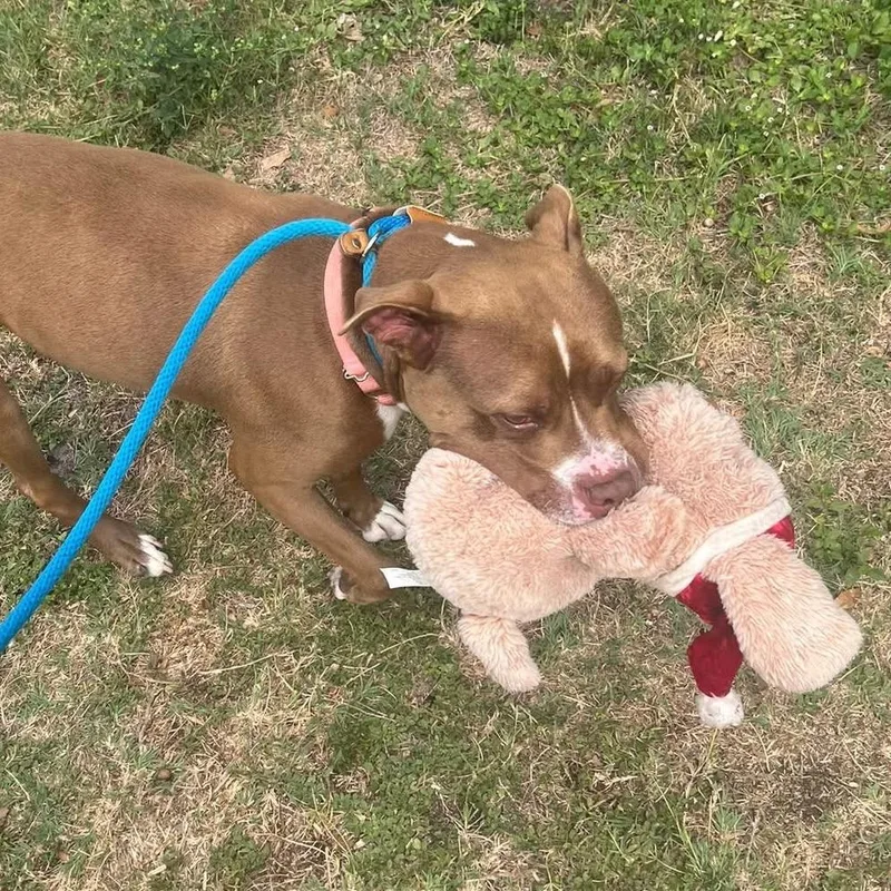 An adult large-sized female Brown / Chocolate Pit Bull Terrier dog named Snuggles for adoption in Sarasota, FL