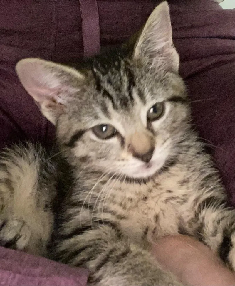 A baby medium-sized female Domestic Short Hair cat named Fern for adoption in Evans, GA