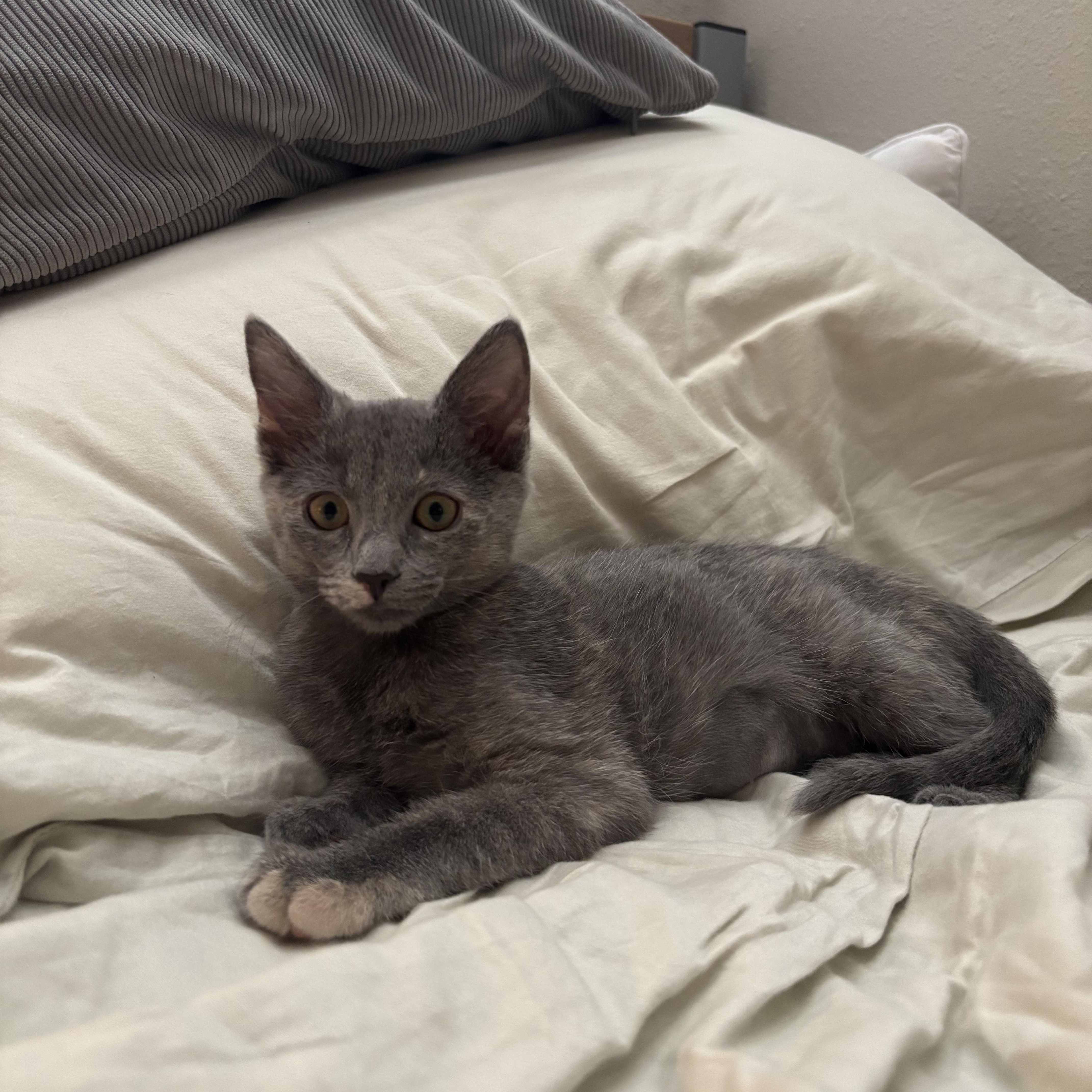 A baby medium-sized female Dilute Tortoiseshell cat named Mabel for adoption in Albuquerque, NM