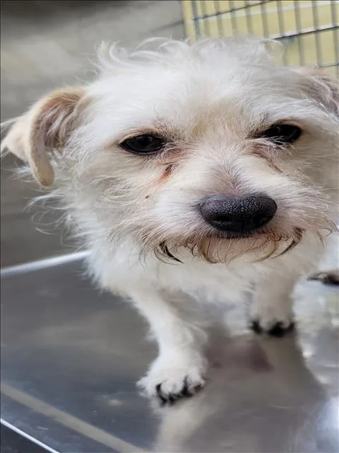 Spike