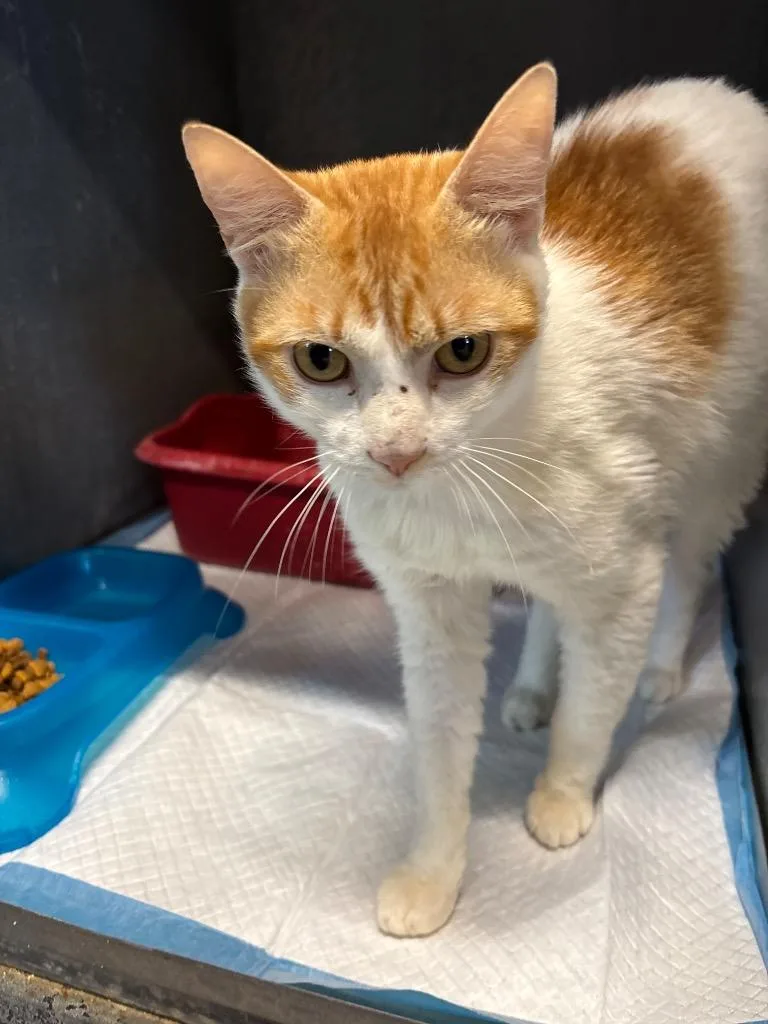 A young large-sized male Domestic Short Hair cat named Diablo for adoption in Metter, GA