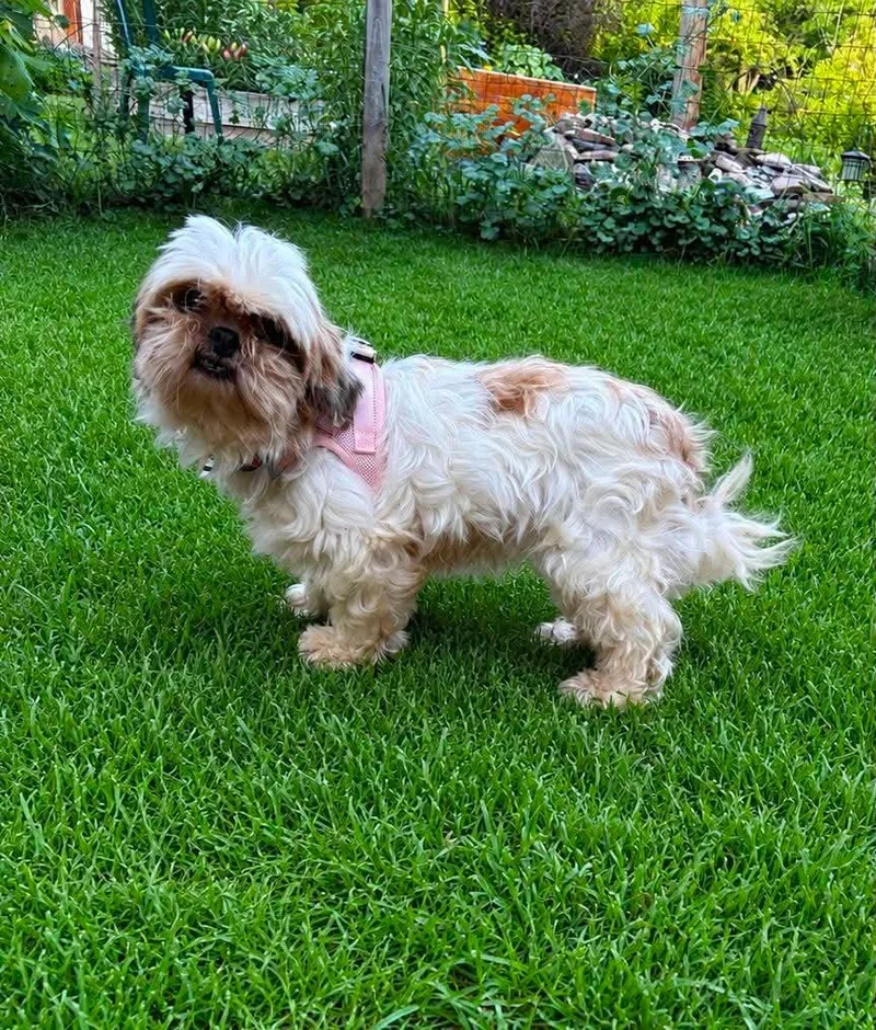 Lulu