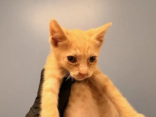 A baby small-sized male Domestic Short Hair cat named Prince for adoption in Tustin, CA