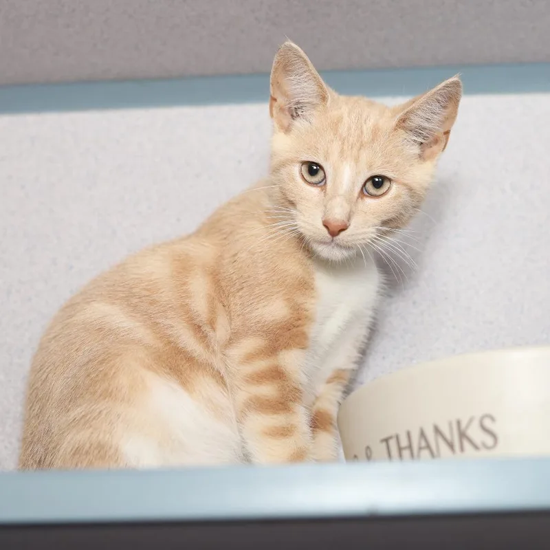 A baby small-sized female Domestic Short Hair cat named Bean for adoption in Evansville, IN