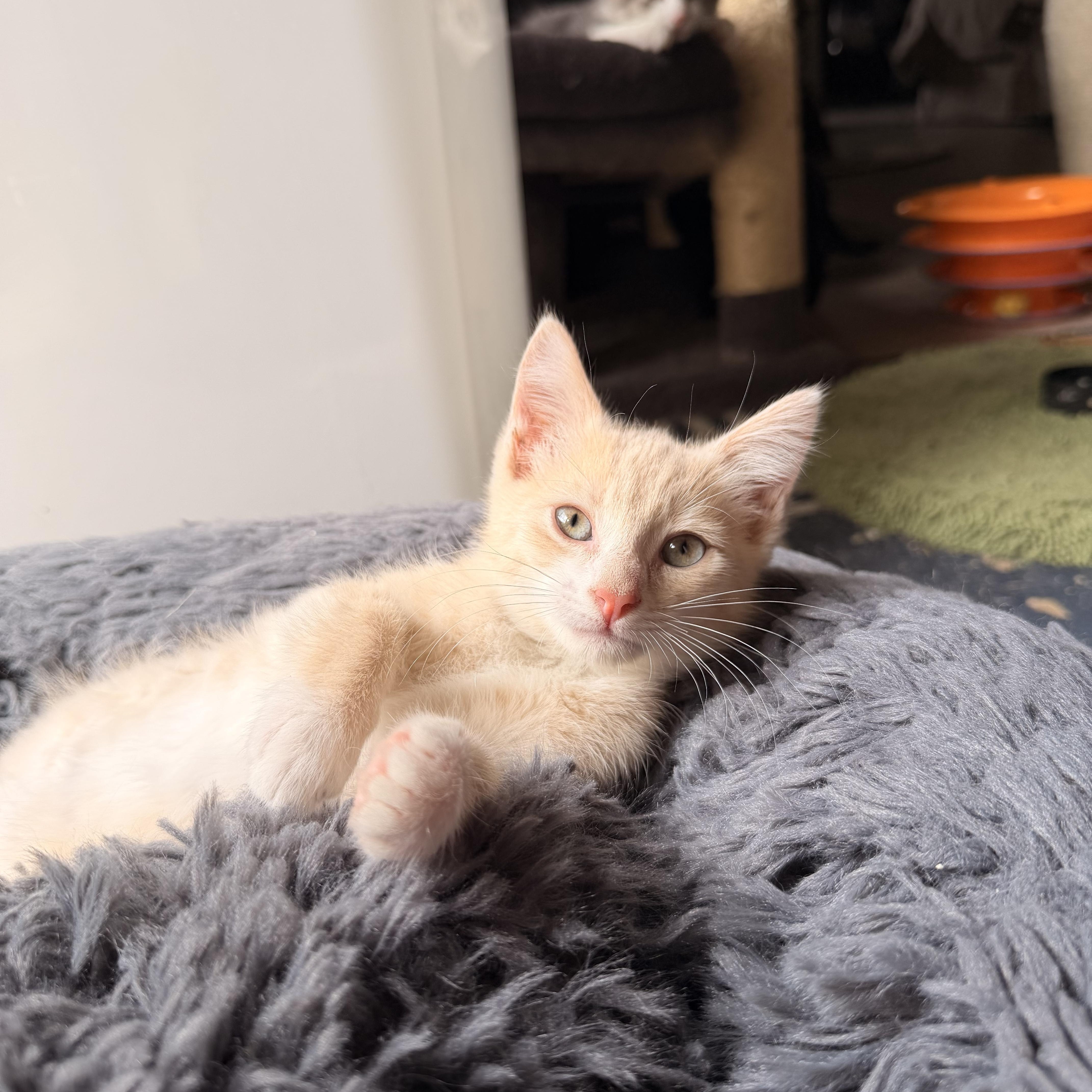 A baby medium-sized female Domestic Short Hair cat named Concha for adoption in Davis, CA