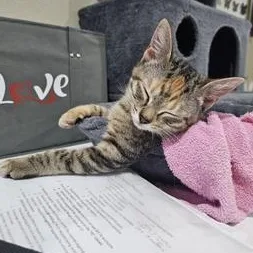 A baby medium-sized female Calico Domestic Short Hair cat named Bindi for adoption in Liverpool, TX