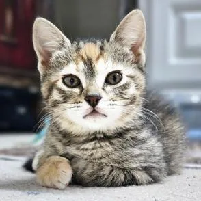 Bindi thumbnail 6
