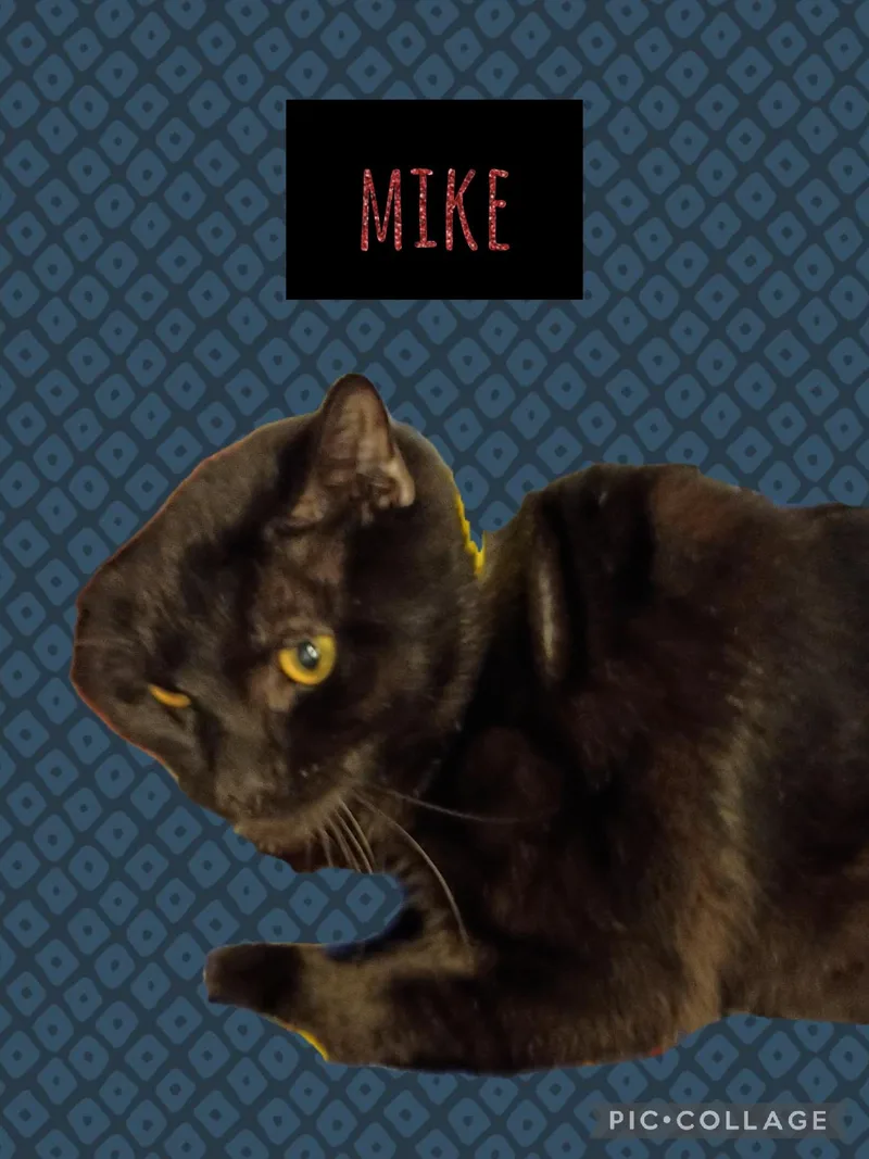 An adult large-sized male Domestic Short Hair cat named Mike for adoption in Muncie, IN