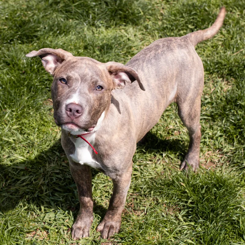 Scooby Os Cm thumbnail 2